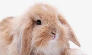 道奇兔能长多大 垂耳兔能长多大